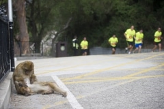 henry-cavill-en-la-carrera-del-350-aniversario-de-los-royal-marines-en-gibraltar-25-octubre-201432_15437599848_o