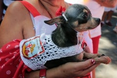 160910-national-day-gibraltar-2016-86_29570775406_o