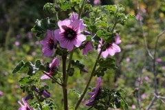img_4808_41146188104_o