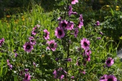 img_4812_41820474272_o