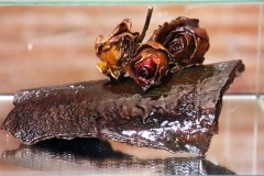 2g9a2951_49094440701_o