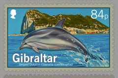 2014-Dolphins-of-Gibraltar