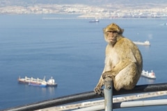 Monos-1