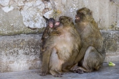Monos-15