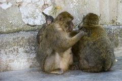 Monos-16