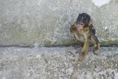 Monos-17