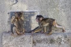 Monos-18