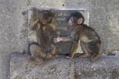 Monos-19