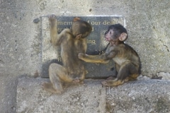 Monos-20