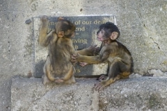 Monos-21