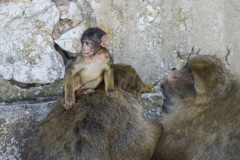 Monos-22