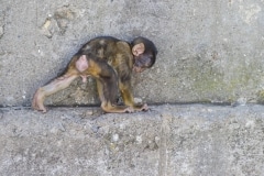 Monos-23