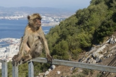 Monos-3