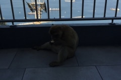 Monos-39