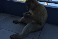 Monos-43