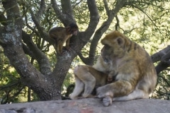 Monos-44