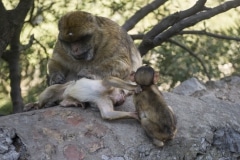 Monos-45