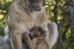 Monos-46