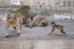 Monos-5
