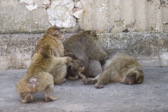 Monos-6