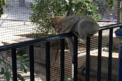 Monos-en-la-ciudad-24