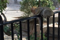Monos-en-la-ciudad-25