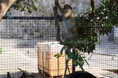Monos-en-la-ciudad-26