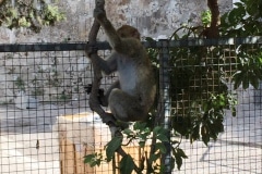 Monos-en-la-ciudad-27