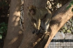 Monos-en-la-ciudad-28