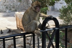Monos-en-la-ciudad-29