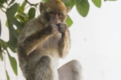 Monos-en-la-ciudad-30