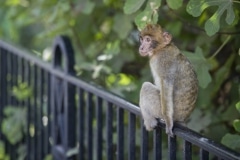 Monos-en-la-ciudad-33