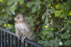 Monos-en-la-ciudad-34