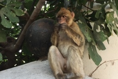 Monos-en-la-ciudad-35