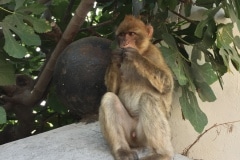 Monos-en-la-ciudad-36