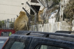 Monos-en-la-ciudad-5