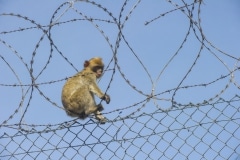 Monos-en-la-ciudad-7