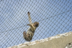 Monos-en-la-ciudad-8