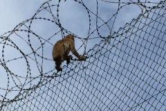 Monos-en-la-ciudad-9