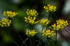 img_0019_20231836686_o