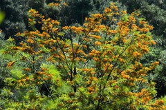 img_0027_20070091188_o
