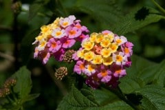 img_0033_19637110413_o