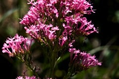 img_0041_20070054010_o