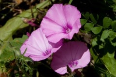 img_0046_19637106793_o