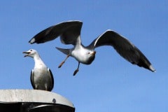 img_0230_20070036200_o