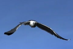img_231_20070041300_o