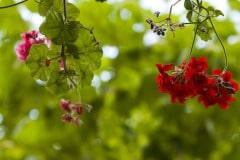 img_6432_20263907771_o