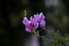 img_6496_20258044665_o