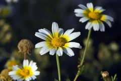 img_6510_20258042755_o