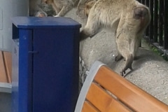 monos-en-la-ciudad-01_9225087546_o